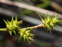 Carex echinata 9, Sterzegge, Saxifraga-Rutger Barendse